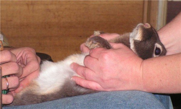  Massage du ventre de lapin