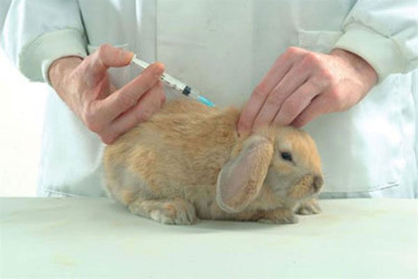  Vaccination des lapins d'ornement