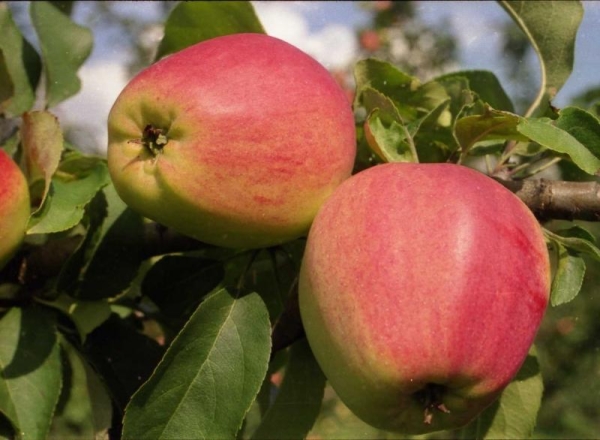  La variété de pomme Kandil Orlovsky a des rendements élevés et porte régulièrement des fruits