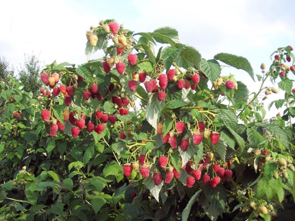  Framboise Tarusa: description de la variété, plantation et soin