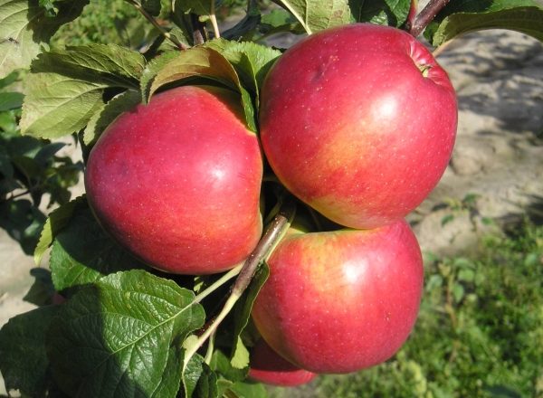  Pomme Miel ou Medunitsa: caractéristiques et description de la variété, plantation et soin