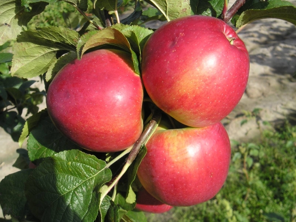  Pomme Miel ou Medunitsa: caractéristiques et description de la variété, plantation et soin