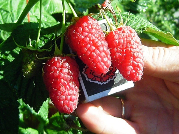  Raspberry Krasa Russia appartient aux variétés résistantes au gel