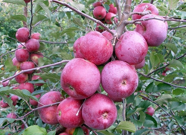  Variétés de pommes Spartan: description et caractéristiques, règles de plantation et d'entretien