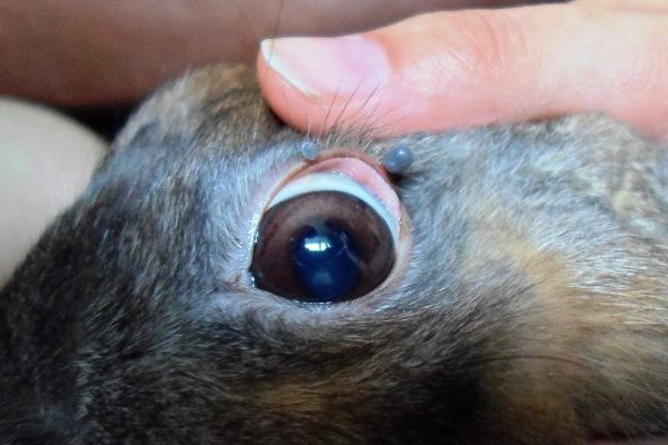  Maladies oculaires existantes chez le lapin