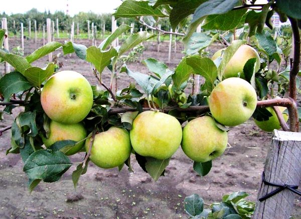  Pommes Sinap sur un buisson