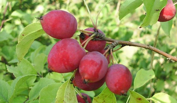  Les fruits des variétés rouges de pommier chinois