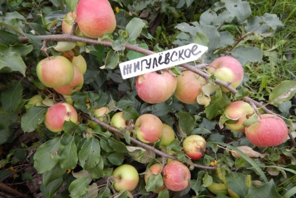  La variété de pomme Zhigulevskoe est considérée comme fructueuse, autogame