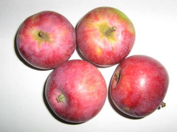  Les avantages des variétés de pommes Glory aux gagnants incluent la stabilité des cultures et la résistance au froid