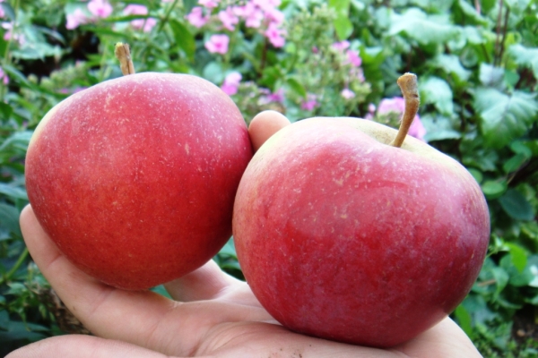  Après la récolte des pommes, les variétés Zhigulevskoe doivent être emballées dans du papier et placées dans des boîtes.