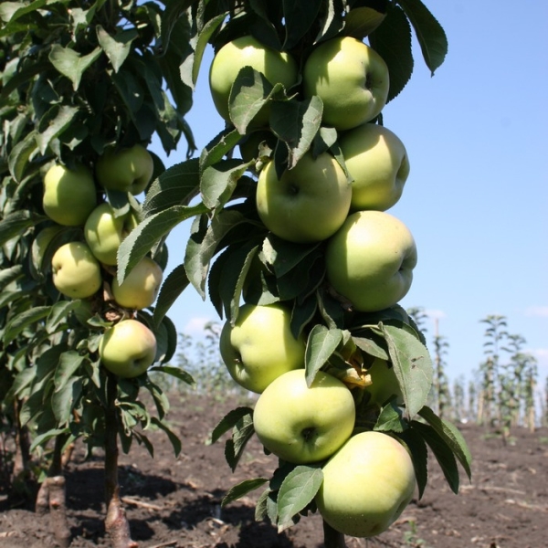  Grâce aux pommes durables et résistantes, les vents forts et toutes autres conditions météorologiques défavorables ne sont pas dangereux.