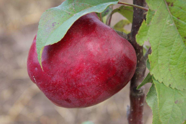  Les inconvénients des pommes Lobo sont leur courte durée de conservation et leur susceptibilité à la gale et à l'oïdium.