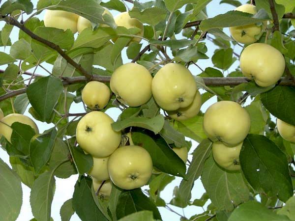  Pommes Antonov
