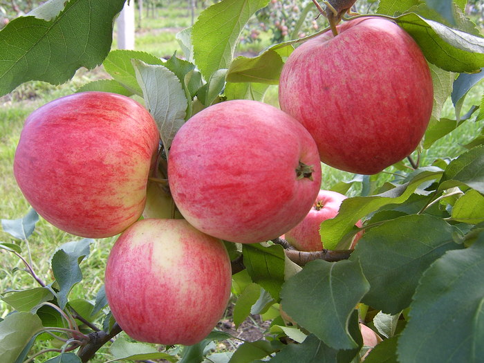  Pommes anisées