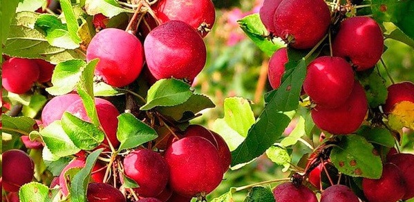  Pommes Raenki
