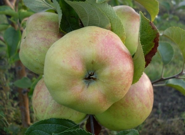  Variété de pomme Bogatyr: historique de la reproduction, description et caractéristiques de la variété
