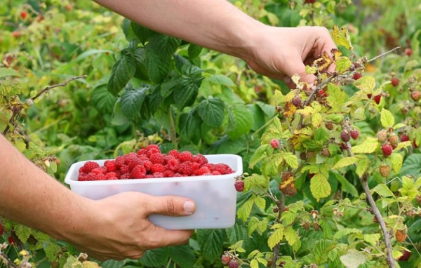  La variété de framboise Maroseyka porte des fruits chaque année.