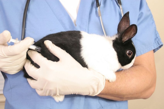  Quelles vaccinations font les lapins et quand?