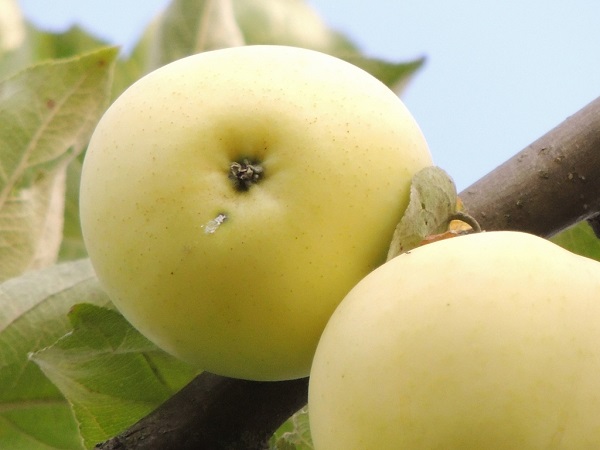  Pommes blanches fourrées