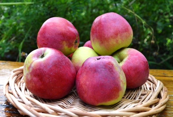  Variété de pomme Kandil Orlovsky - détenteur du record dans la conservation de la qualité des fruits