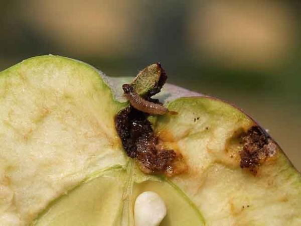  La variété de pomme Zhigulevskoe est sensible aux brûlures de la teigne et de l'écorce