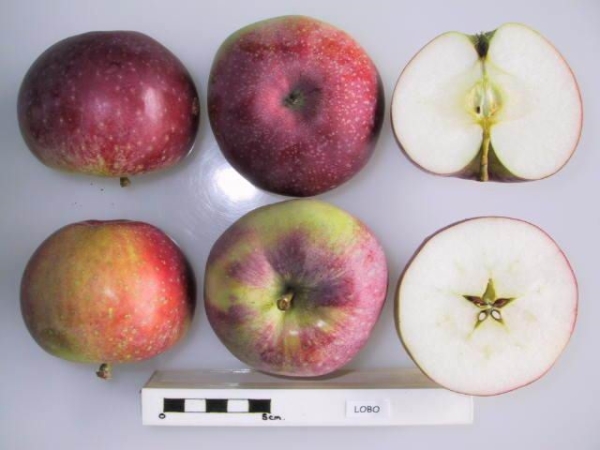  Les pommes de la variété Lobo sont grosses, rouges ou bordeaux, juteuses