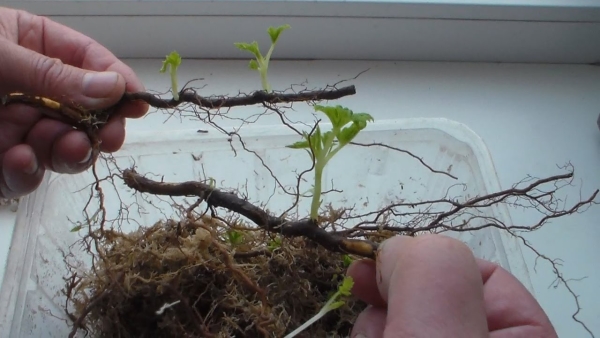  Lors de la reproduction des framboises, des racines de la progéniture - le taux de survie est excellent