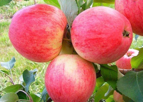  Pommes fruits Pépin Safran