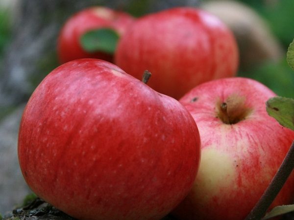  Pommes d'automne à rayures (Shtreyfling, Shtripel)