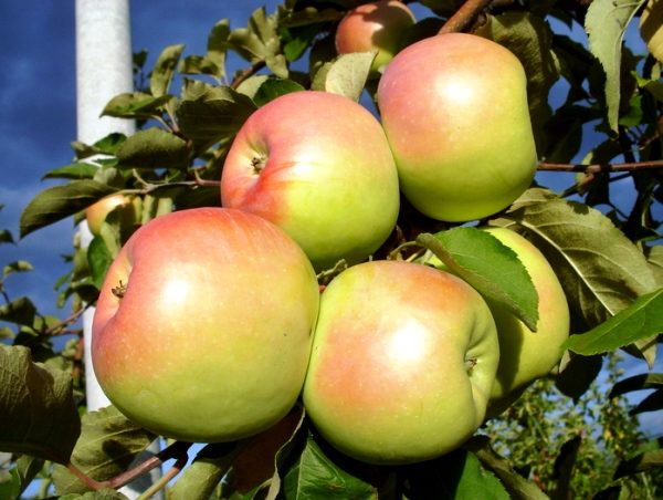  Les pommes du nord Sinap mûrissent sur un arbuste