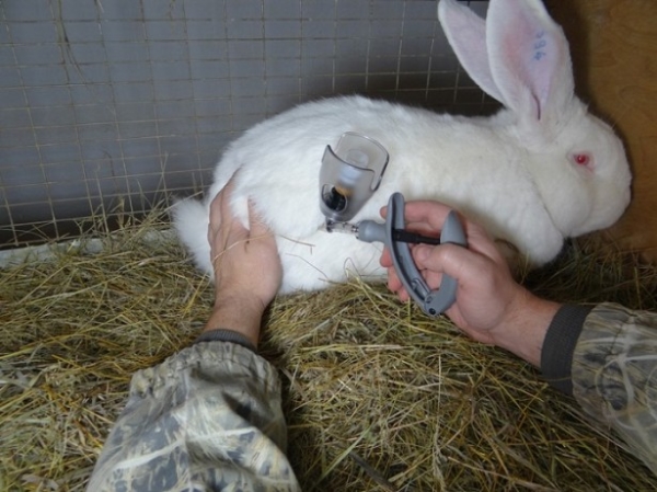  L'inoculation du lapin est facile.