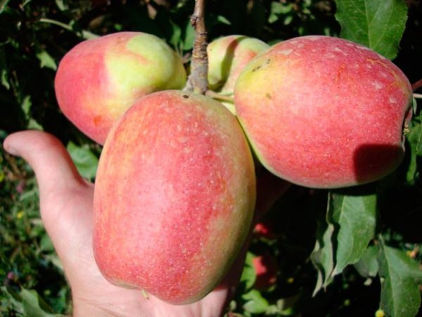  Taille des pommes Sinap Orlovsky