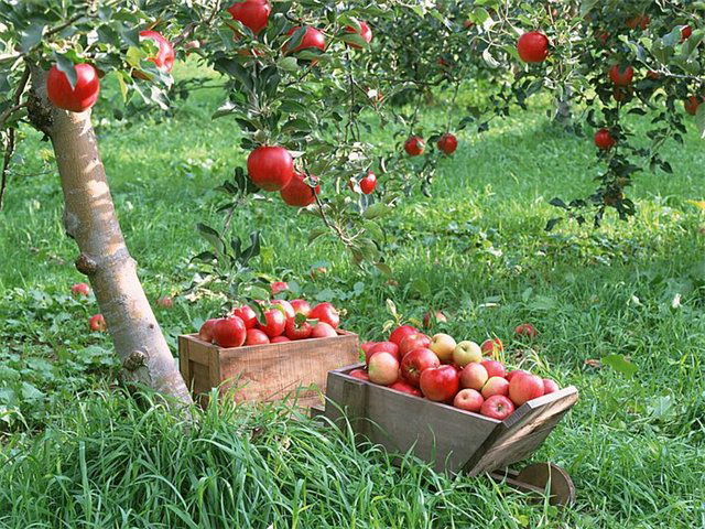  Récolte des pommes perle rose