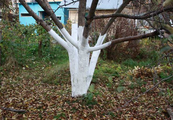  Blanchir à la chaux le tronc et les branches - la première protection contre les rongeurs pour l'hiver