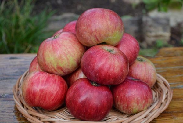  Récolte de Pommes Anis Rayé