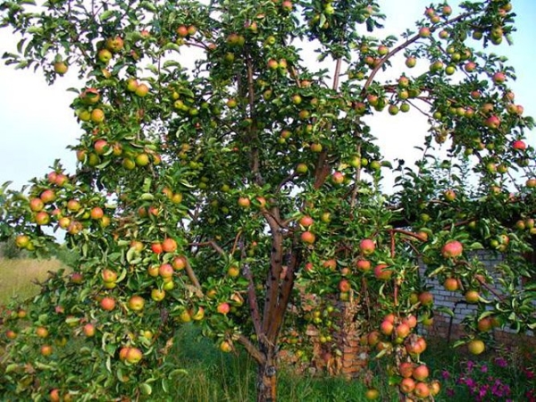  Les variétés de pommes Zhigulevskoe ont besoin d'engrais, elles devraient être appliquées à l'automne