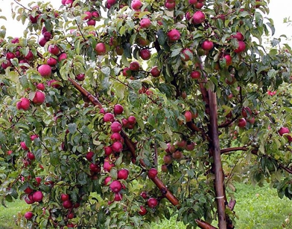  Les variétés de pommes Lobo sont faciles à entretenir et ont besoin d'engrais contenant de l'urée et de la cendre