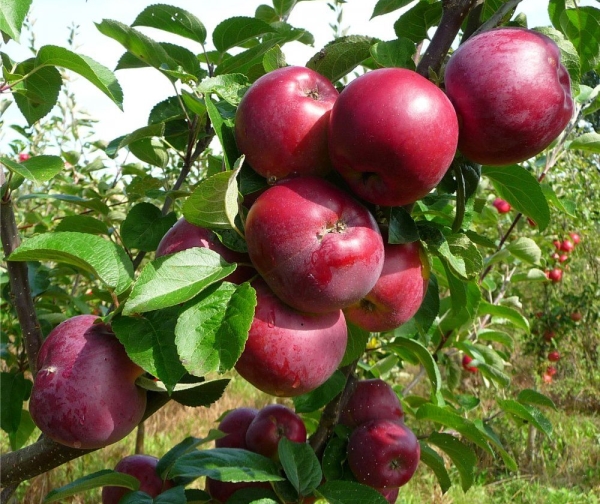  La meilleure période pour planter un Spartan aux pommes sera la fin avril ou le début septembre.