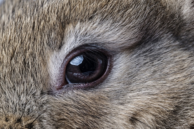  Maladies des yeux de lapin