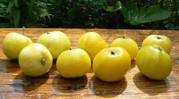 Récolte des pommes de pommier chinois jaune doré