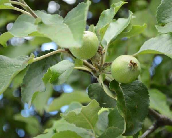  Les pommes immatures contiennent des vitamines, des micro-éléments, une source de fer facilement digestible
