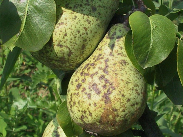  La cause de la pourriture des poires sur l'arbre est une maladie fongique - la pourriture des fruits.