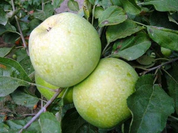  Fruits de pomme Renet Semerenko