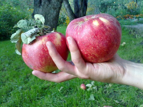  Gros fruits de pommes de grade Aport
