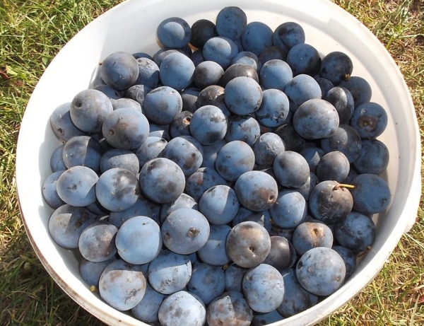  Les fruits épineux sont très sains et contiennent beaucoup de vitamines et de micro-éléments.
