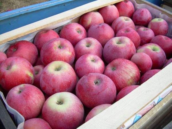  Les pommes doivent être stockées dans des boîtes en bois dans un endroit frais.