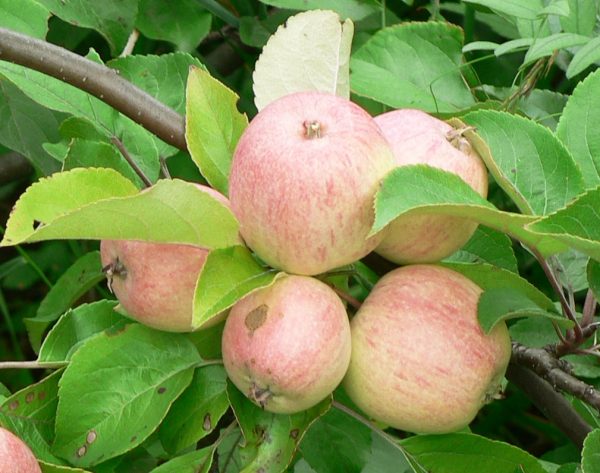  Soins aux pommes et prévention des maladies