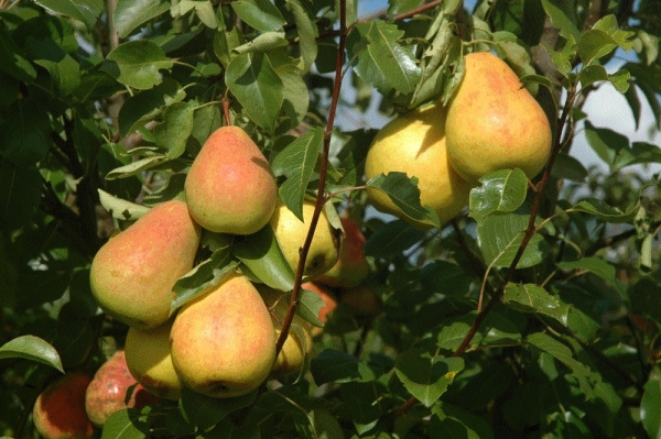  Les fruits de qualité Severyanka sont petits, sucrés et juteux