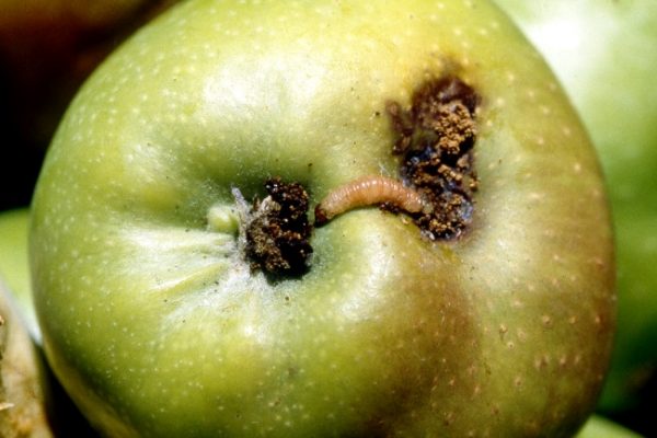 Chute de pommes vermoulues