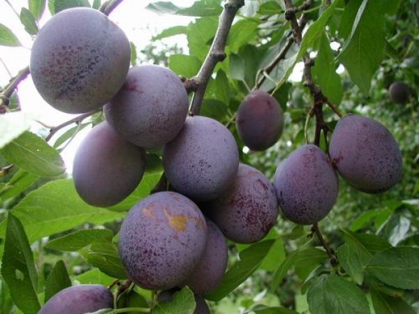  Prune Masha - gros fruits, résistant au gel, sans prétention à la composition du sol